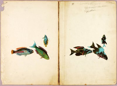 FISCH, Studienmappe für das Buch Concealing Coloration in the Animal Kingdom von Abbott Handerson Thayer