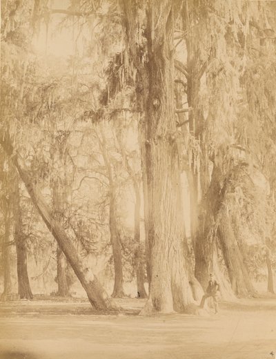 Mexiko. Hain von Chapultepec, Nähe von Mexiko von Abel Briquet