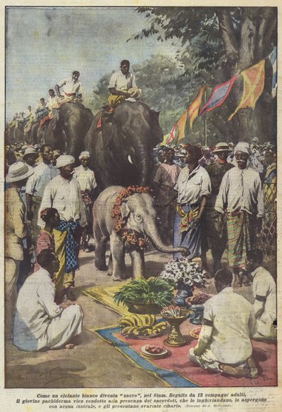 Wie ein weißer Elefant im Siam heilig wird von Achille Beltrame