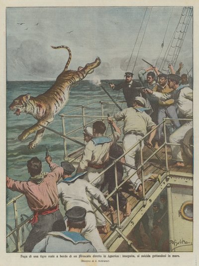 Flucht eines Königstigers an Bord eines Dampfschiffs auf dem Weg nach Amerika, verfolgt, begeht er Selbstmord, indem er ins Meer springt von Achille Beltrame