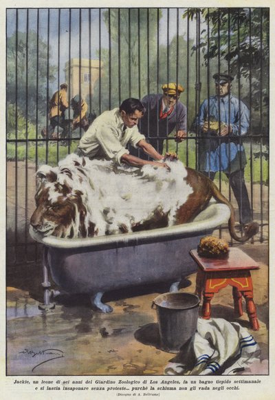 Jackie, ein sechsjähriger Löwe aus dem Zoo von Los Angeles, nimmt ein warmes Bad von Achille Beltrame