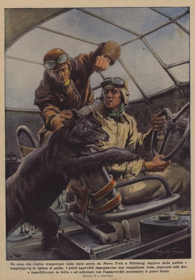 Ein Bär, der auf der Luftlinie von New York nach Pittsburgh transportiert wurde, entkam aus dem Käfig? von Achille Beltrame