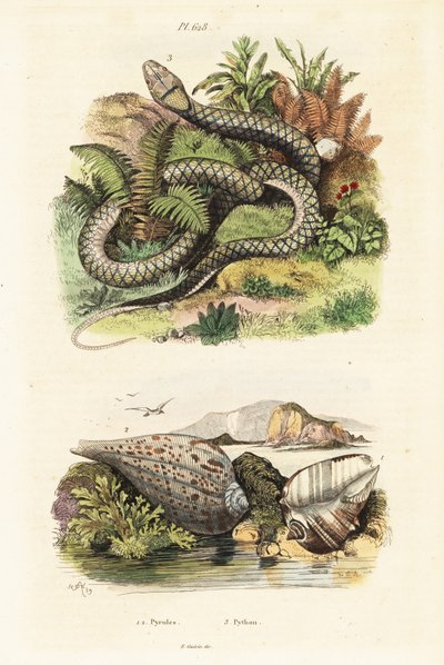 Papierfeigenmuschel und Amethystpython von Adolph (after) Fries