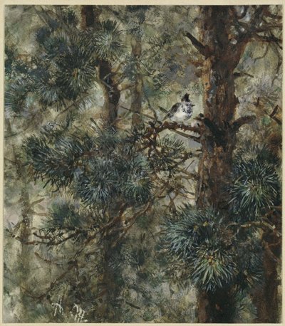 Die Haubenmeise im Kieferngeäst. Aus dem "Kinderalbum" von Adolph Menzel