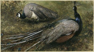 Die zwei Pfauen. Aus dem "Kinderalbum" von Adolph Menzel