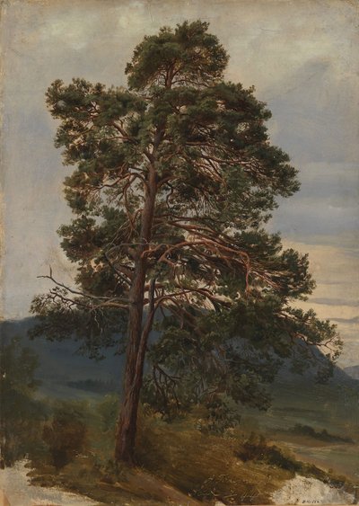 Studie eines Kiefernbaums von Adolph Tidemand