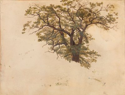 Studie einer Eiche von Adolph Tidemand