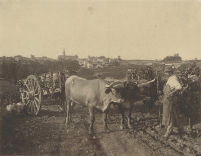 Mann mit Ochsen von Adolphe Braun