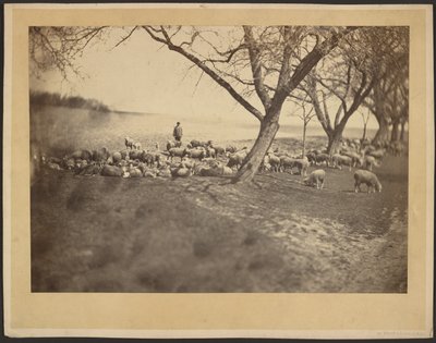Hirte und Schafherde von Adolphe Braun