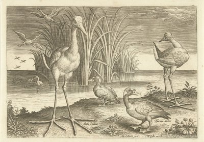 Einige Wasservögel an einem Ufer von Adriaen Collaert