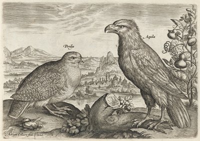 Rebhuhn und Adler von Adriaen Collaert