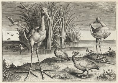 Zwei Riesenschnepfen und zwei Brillenenten von Adriaen Collaert