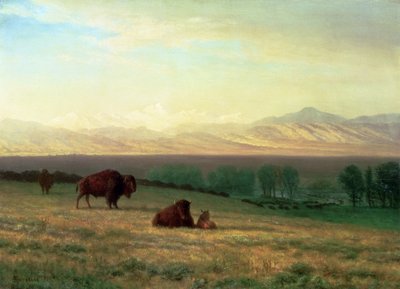 Büffel auf den Ebenen, ca. 1890 von Albert Bierstadt