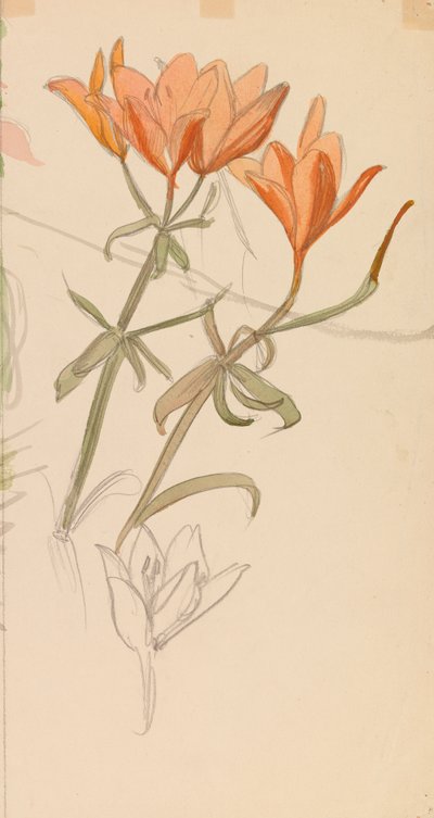 Orange Lilien von Albert Edelfelt