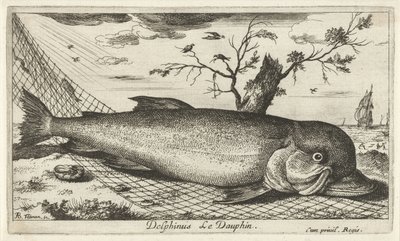 Delfin in einem Fischernetz von Albert Flamen