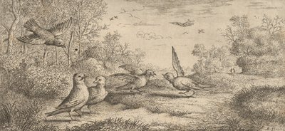 Garrulus, Gey Der Eichelhäher: Livre d