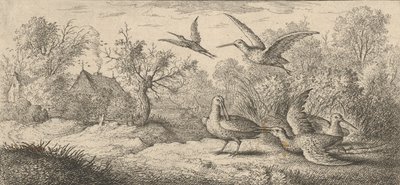 Rusticula, Beccasse Die Waldschnepfe: Livre d
