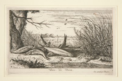 Der Gründling, aus dem zweiten Teil der Serie Süßwasserfische von Albert Flamen