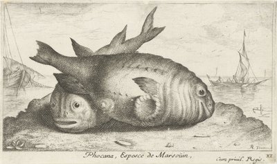 Zwei Schweinswale auf dem Strand von Albert Flamen