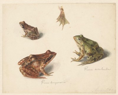 Blatt mit Studie eines braunen Landfrosches rechts, links ein grüner Wasserfrosch von Albertus Steenbergen