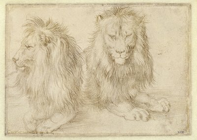 Zwei liegende Löwen von Albrecht Dürer