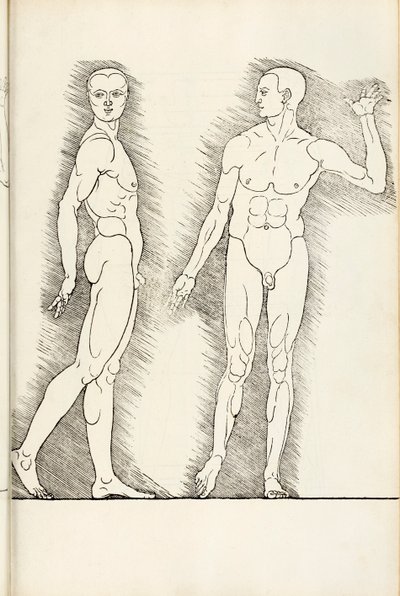 Anatomischer Holzschnitt aus Hierinn sind begriffen vier Bücher von menschlicher Proportion, 1528 von Albrecht Dürer