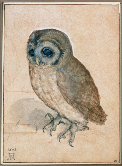 Käuzchen - Die kleine Eule von Albrecht Dürer or Duerer