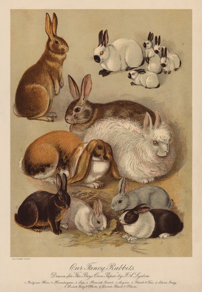 Kaninchen (Chromolithografie) von Alexander Francis (after) Lydon