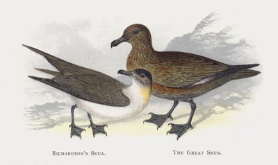 Die Schmarotzerraubmöwe, Die Große Raubmöwe von Alexander Francis Lydon