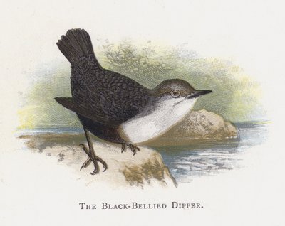 Die Schwarzbauch-Wasseramsel von Alexander Francis Lydon