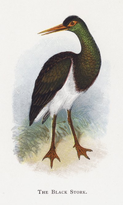 Der Schwarzstorch von Alexander Francis Lydon