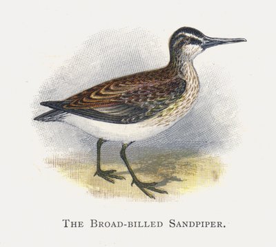 Der Sumpfläufer von Alexander Francis Lydon