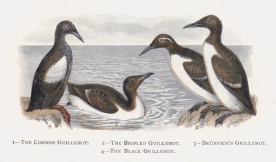 Die Trottellumme, Die Brillenlummen, Die Dickschnabellumme, Die Gryllteiste von Alexander Francis Lydon