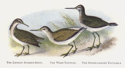 Der Waldwasserläufer, Der Grünschenkel von Alexander Francis Lydon