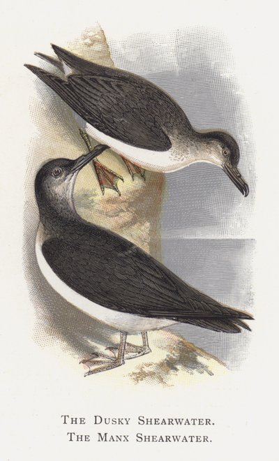 Der Dunkle Sturmtaucher, Der Manx-Sturmtaucher von Alexander Francis Lydon