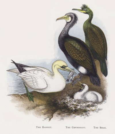 Der Basstölpel, Der Kormoran, Der Krähenscharbe von Alexander Francis Lydon