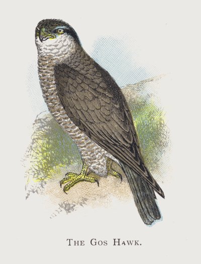 Der Habicht von Alexander Francis Lydon