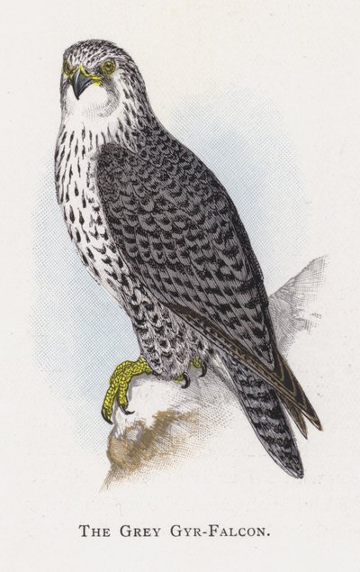 Der Graue Wanderfalke von Alexander Francis Lydon