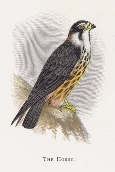 Der Baumfalke von Alexander Francis Lydon