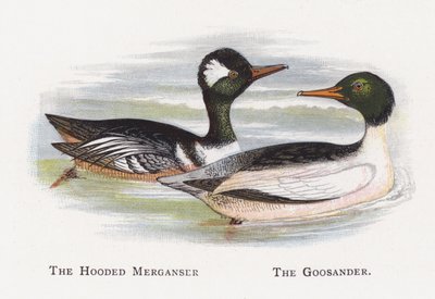 Die Kapuzenente, Der Gänsesäger von Alexander Francis Lydon