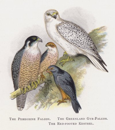 Der Wanderfalke, Der Grönland-Gyrfalke, Der Rotfußfalke von Alexander Francis Lydon