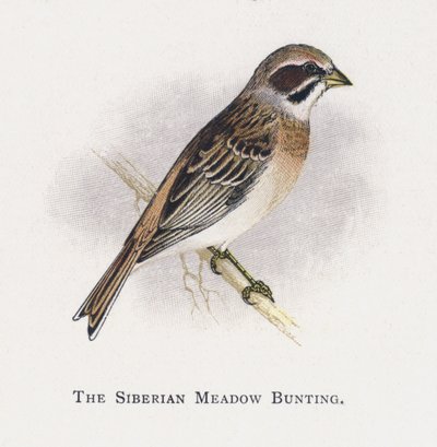 Die Sibirische Wiesenammer von Alexander Francis Lydon