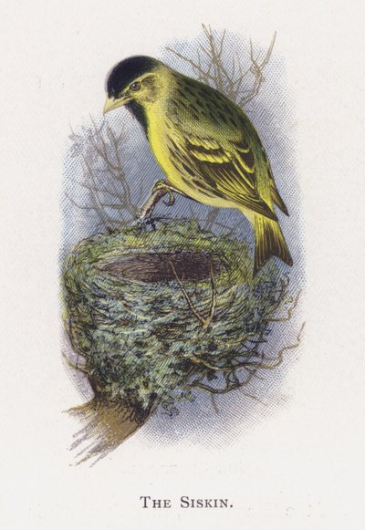 Der Erlenzeisig von Alexander Francis Lydon