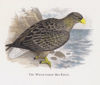 Der Seeadler von Alexander Francis Lydon