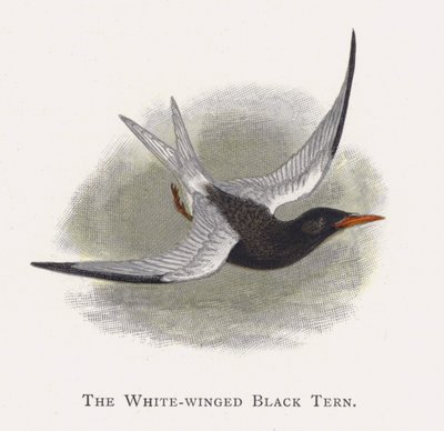 Die Weißflügelseeschwalbe von Alexander Francis Lydon