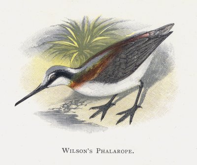Der Wilsons Phalarope von Alexander Francis Lydon