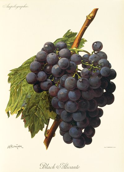 Black Alicante-Traube von Alexis Kreyder