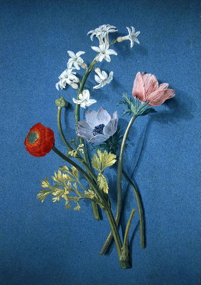 Ranunkeln, Anemonen und Jasmin von Alexis Nicolas Perignon