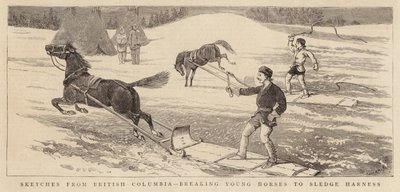 Skizzen aus British Columbia, junge Pferde an das Schlittenharness gewöhnen von Alfred Chantrey Corbould