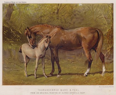 Vollblutstute und Fohlen von Alfred Chantrey Corbould
